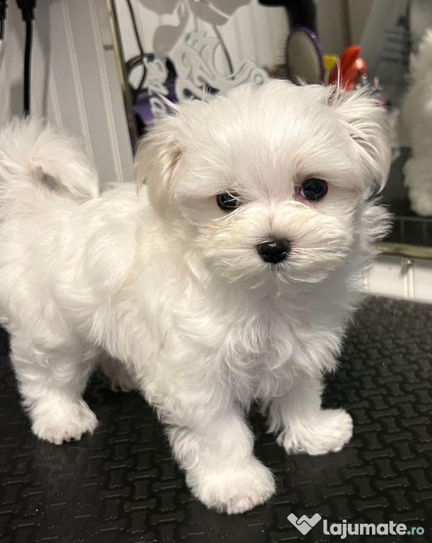 Bichon maltez mini toy