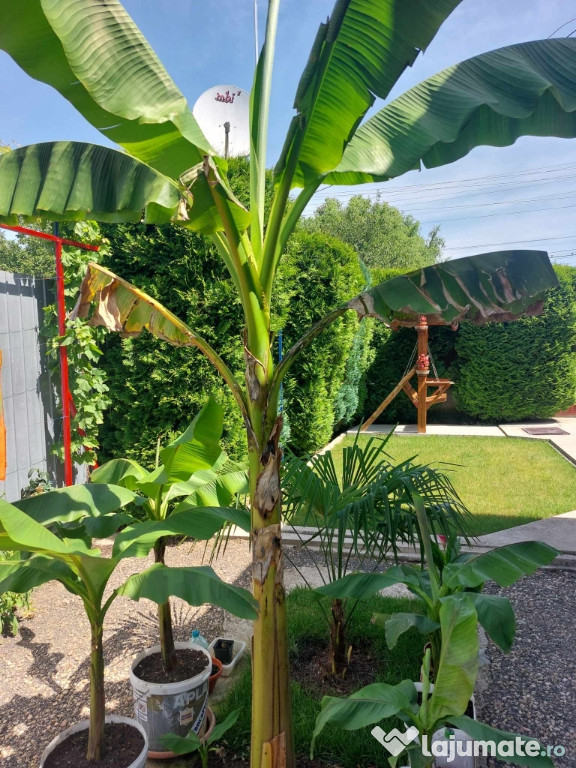 Bananieri si portocali puiet la ghiveci