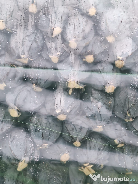 Varza rosie de depozitare