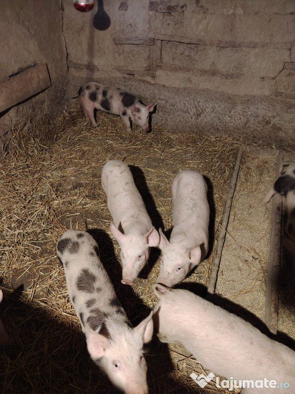 ???? Godănași frumoși