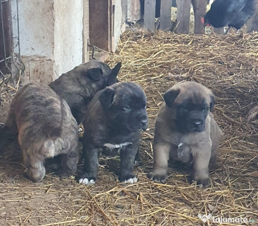 Vand catei kangal x presa canario