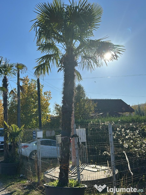 PALMIERI TRACHICARPUS FORTUNEI