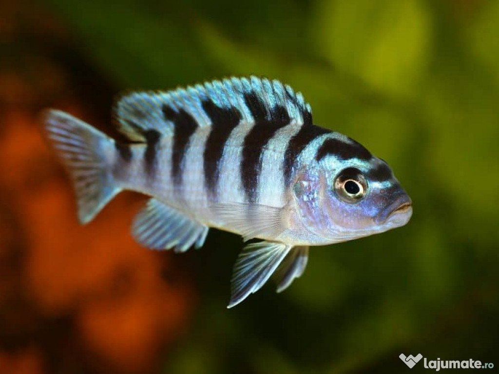 Maylandia lombardoi - direct din crescatorie