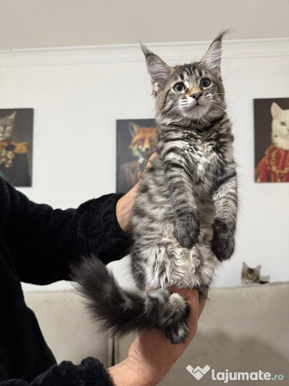 Maine coon pui vaccinați