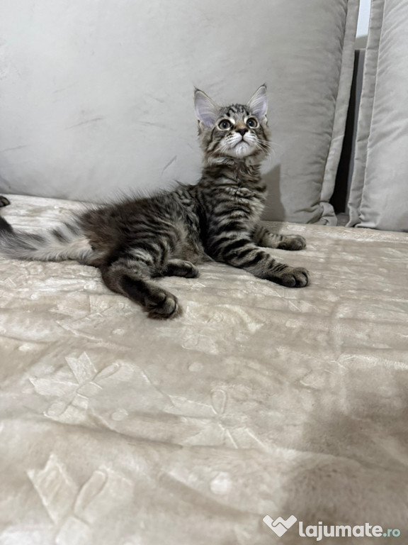 Maine coon pui superbi