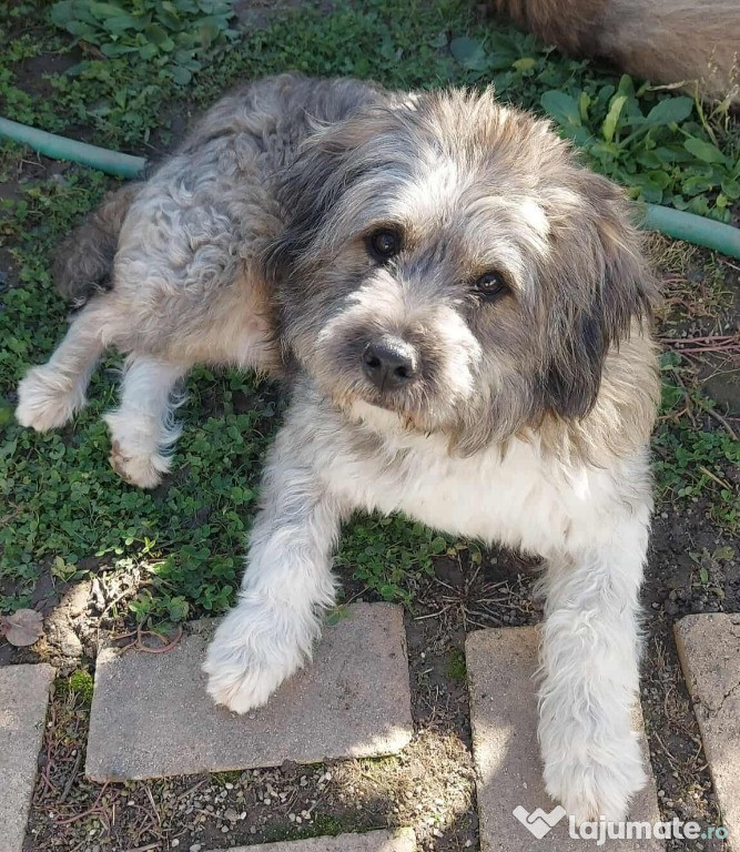 Caine pentru adoptie