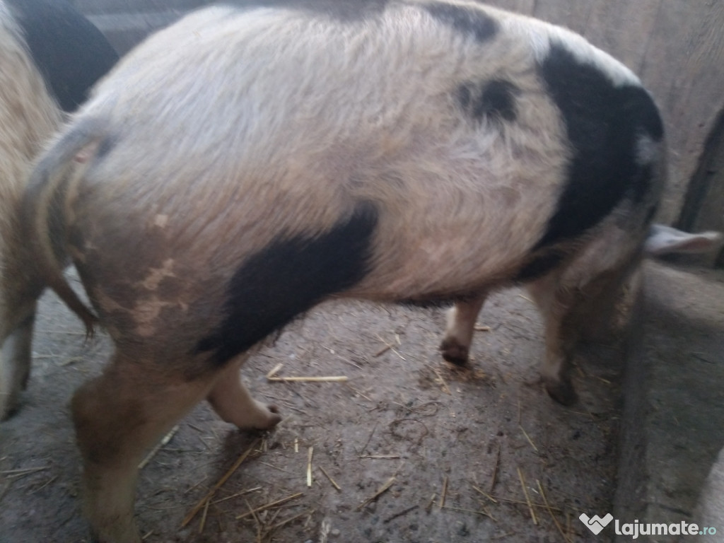 Cauta cotet,alta casa, (alta locatie.)!