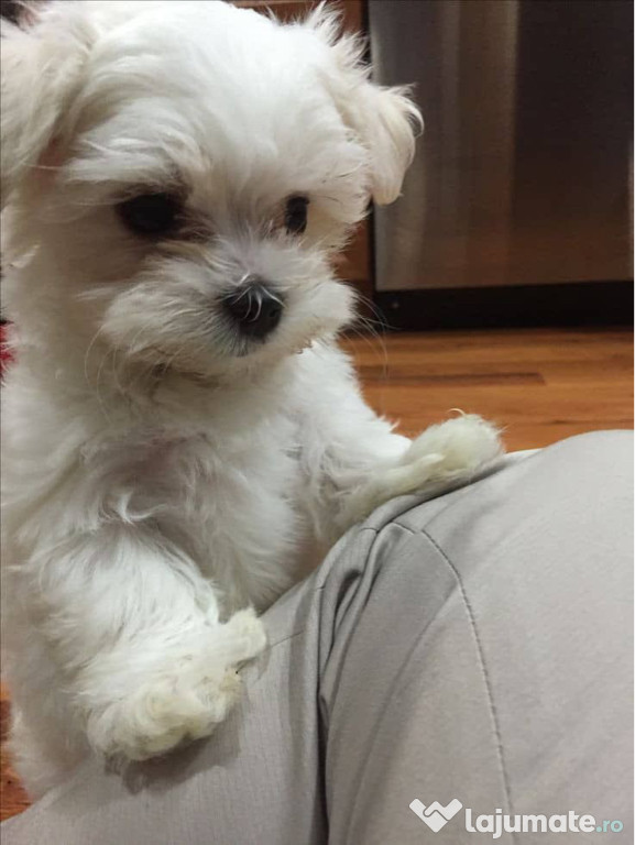 Bichon maltez mini tot