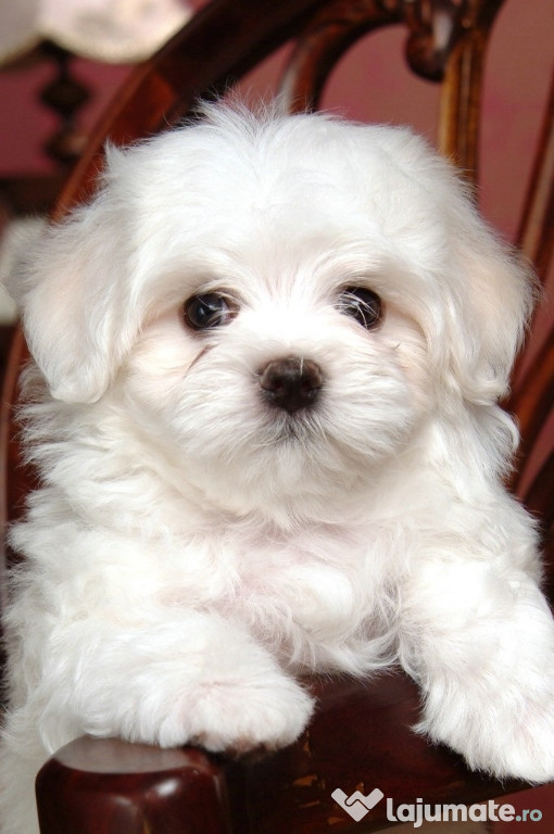 Bichon maltez mini toy