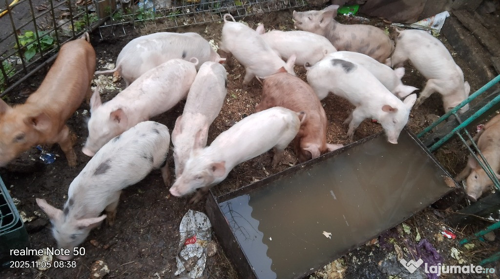 Purcei de rasă, carne, și porci, la preț convenabil.