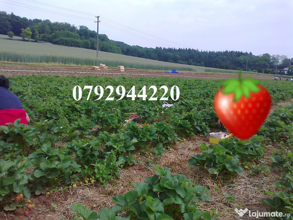 Palinca de Capsuni 51 grade tarie