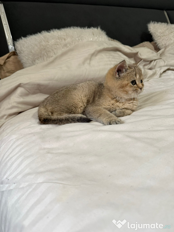 British shorthair puiuți