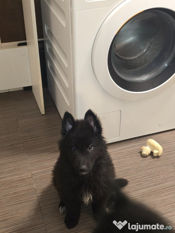 Ciobanesc belgian groenendael