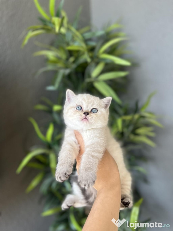 British shorthair pui superbi