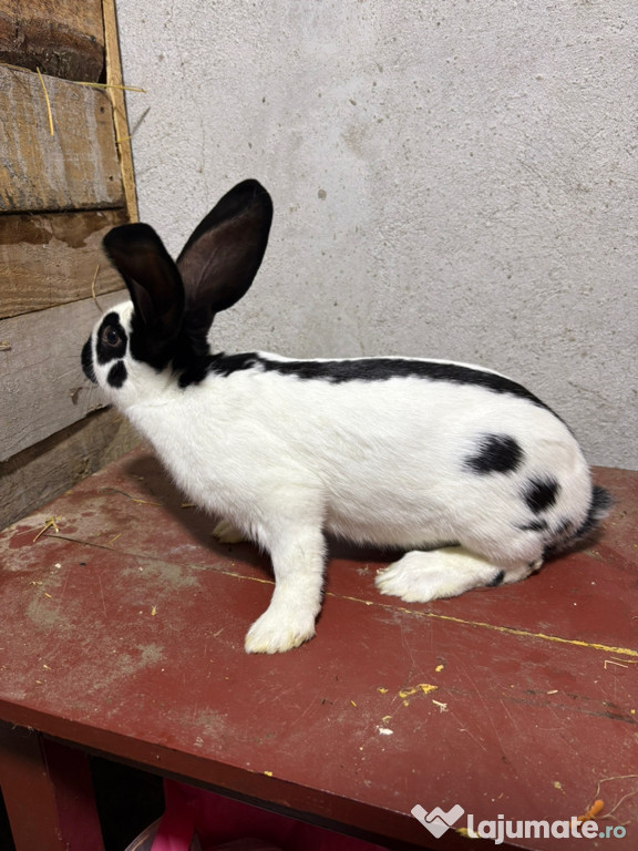 Iepuri fluture german