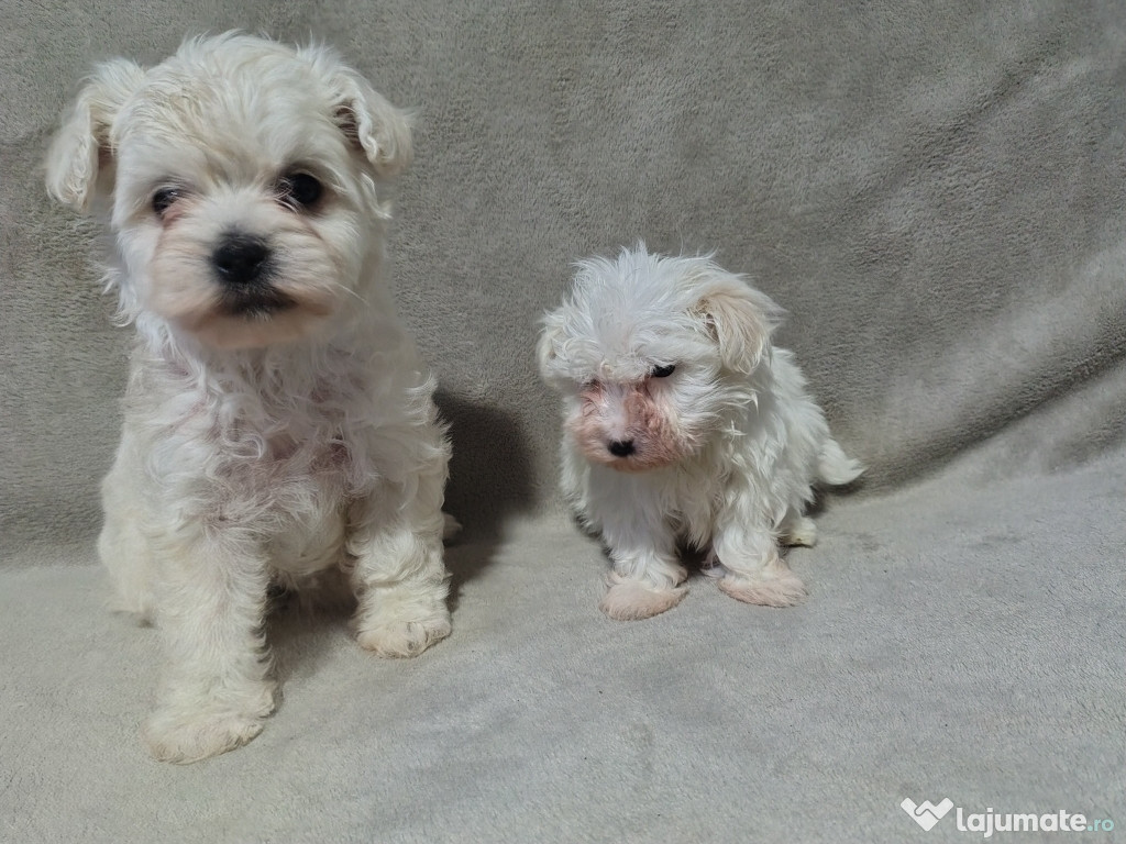 Bichon Maltez la alegere