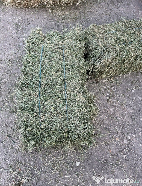 Vând baloți de lucernă și otava