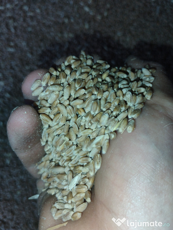 Grau de vanzare 2025