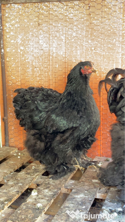 Găină Cochinchina negru