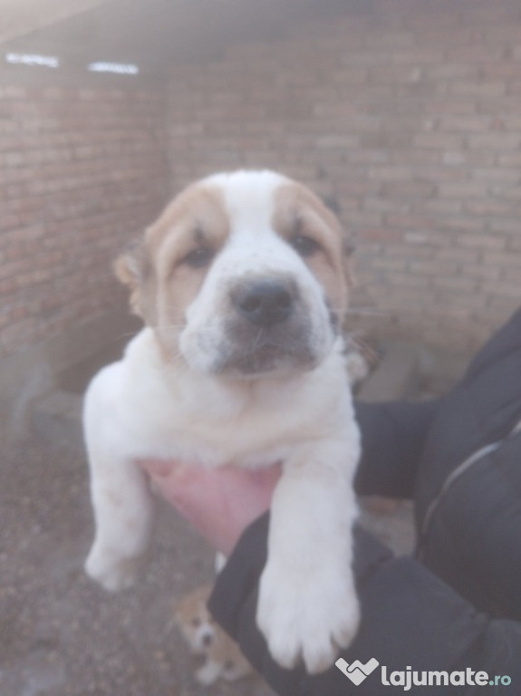 Ciobănesc Central Asian – Pui