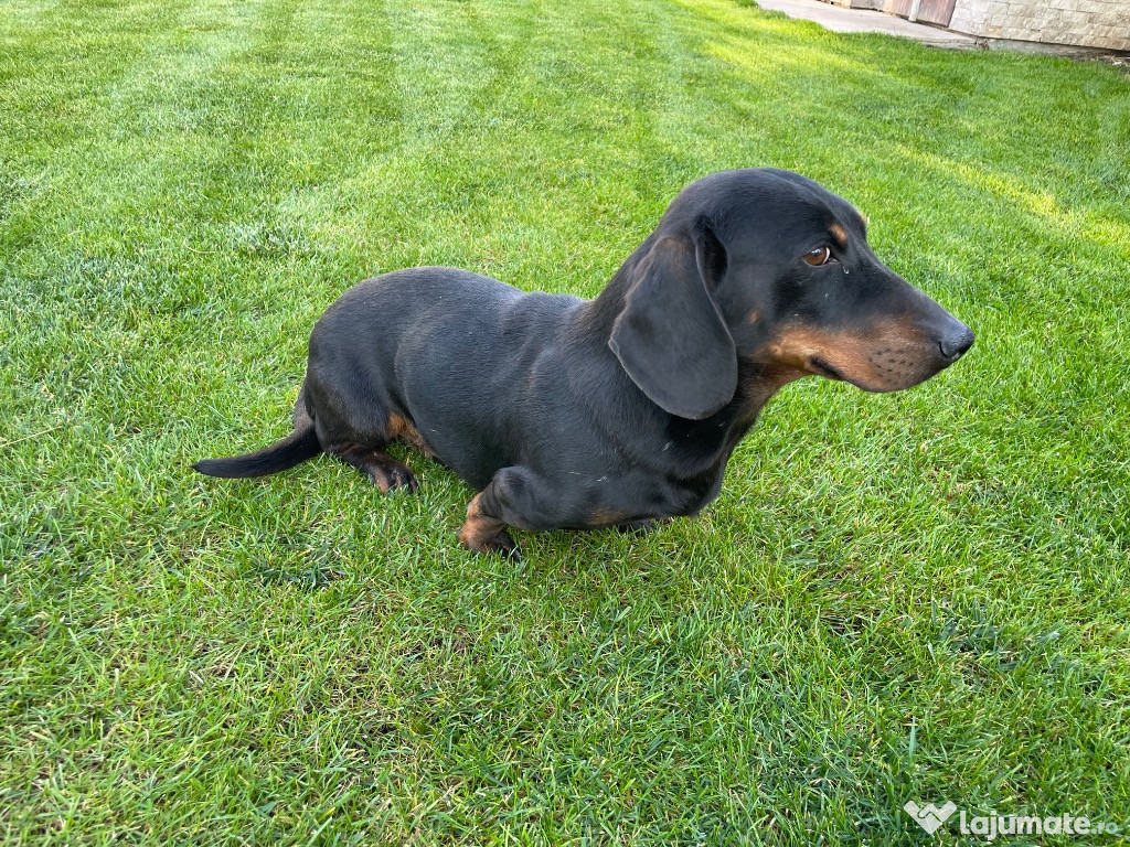 Teckel mascul 4 ani de vanzare
