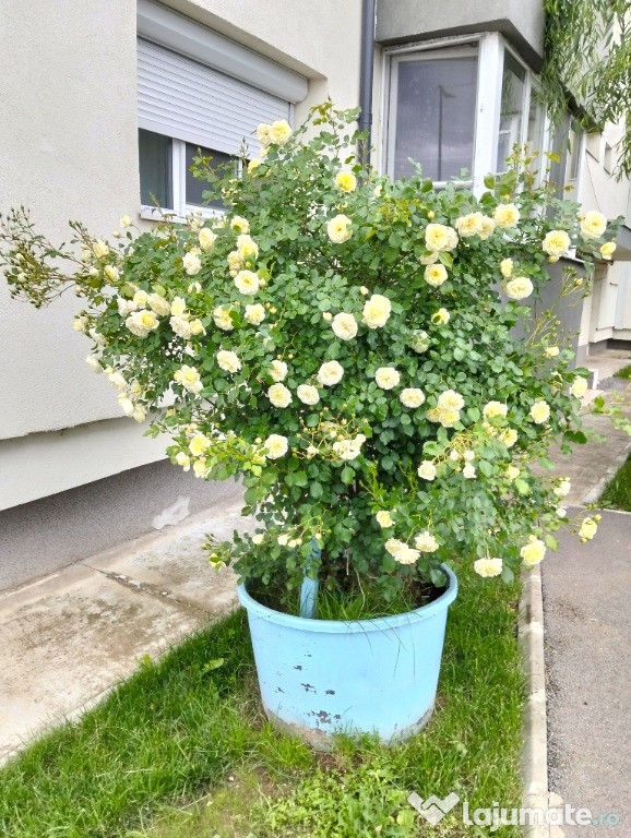 Ghiveci uriași de trandafiri