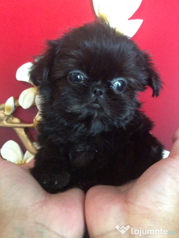Shih tzu mini toy