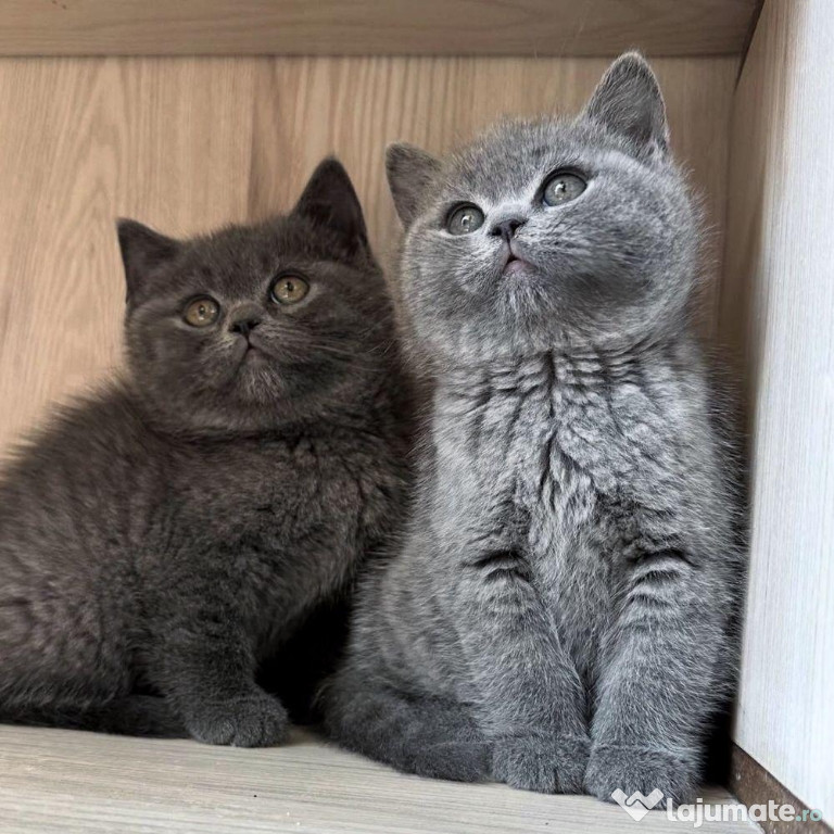 British shorthair motanei și pisicuțe