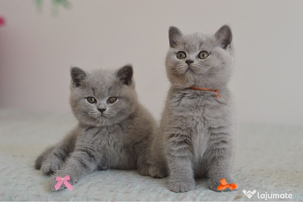 British shorthair pui