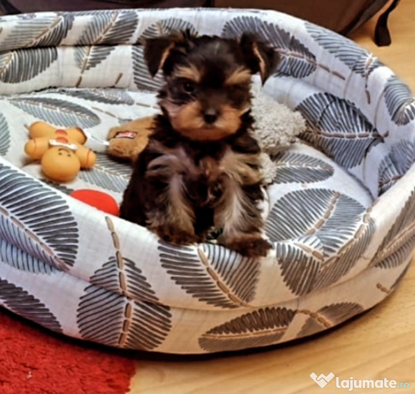 Pui yorkshire mini toy