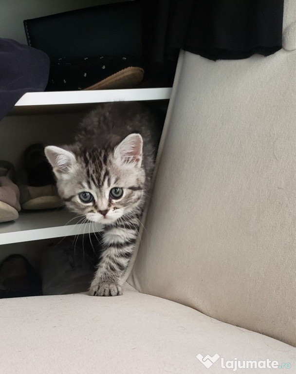 British Shorthair silver