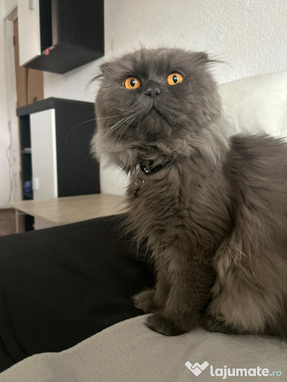 Scottish fold pisica brittish british