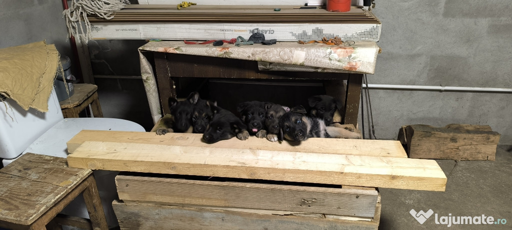 Pui ciobănesc german