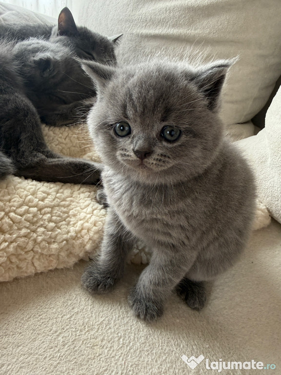 Puiuți british shorthair