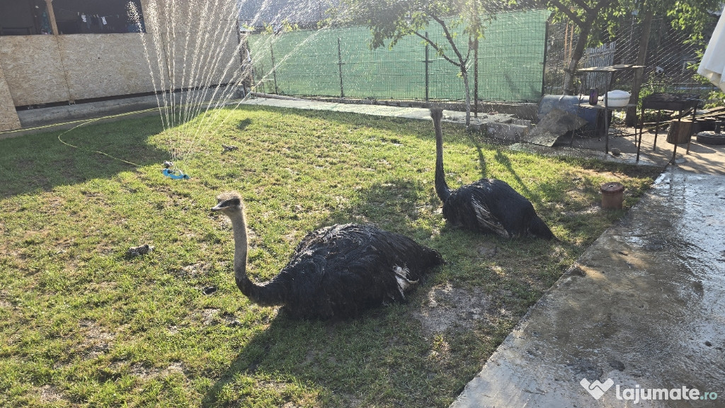 Vand struți africani