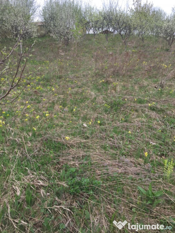 Teren 1000mp Bicaz- Dodeni