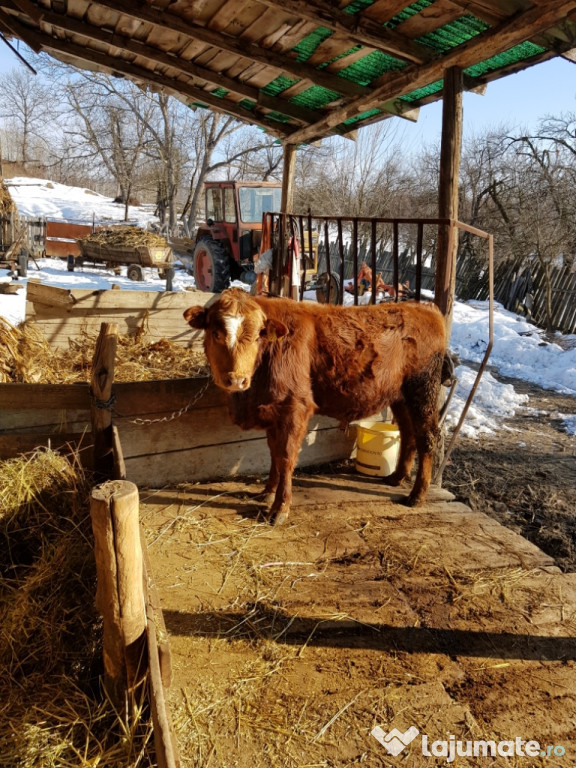 Tauraș si vaca baltata!