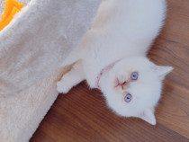 Pui pisica British ShortHair fold, 1.600 lei - Lajumate.ro