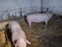 Porci crescut bio 90 de kg