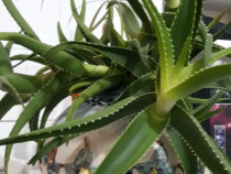 Plante de Aloe vera,din planta Mama de 9 ani.