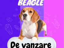 Catel beagle tricolor