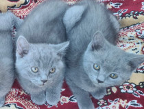 Pui de pisica british shorthair blue