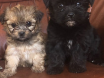 Cățeluși shihi tzu