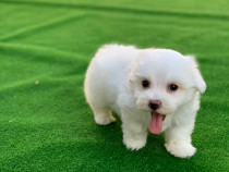 Bichon Maltez mini toy