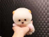 Pomeranian miniatura