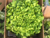 Salată verde creață uriașa
