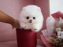 Pomeranian Boo mini