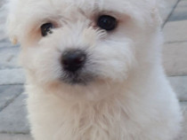 Pui bichon frise