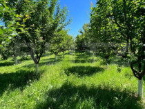 Teren extravilan , 2000mp , zona strada Careiului