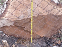 Trunchi lemn de nuc